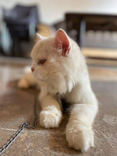 triple coat white Persian male cat 1