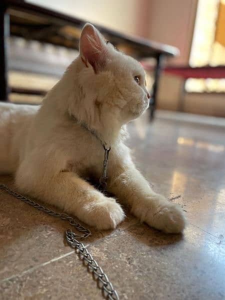 triple coat white Persian male cat 2