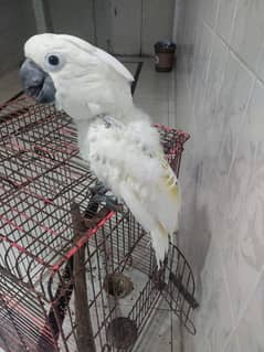 Umbrella Cockatoo Breeder