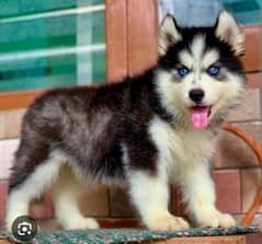 siberian Husky For Sale