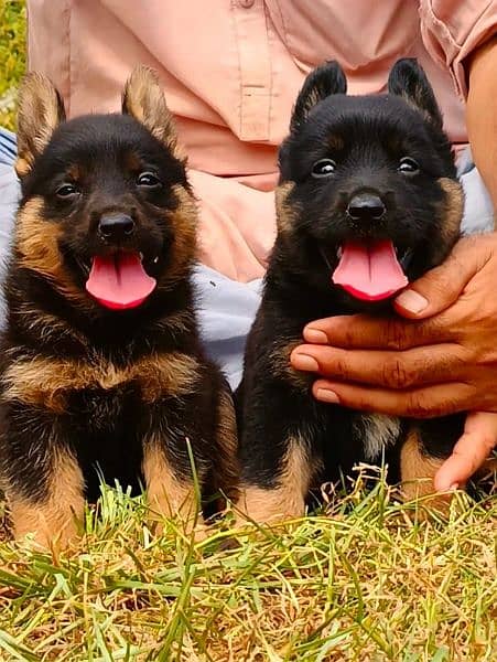 German Shepard proper longcoat pair 2 months for sale 1