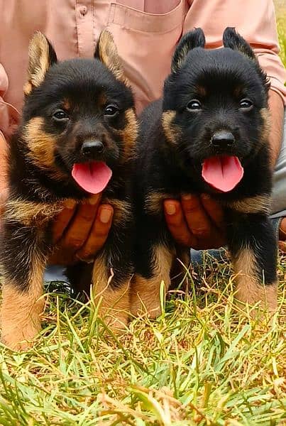 German Shepard proper longcoat pair 2 months for sale 2