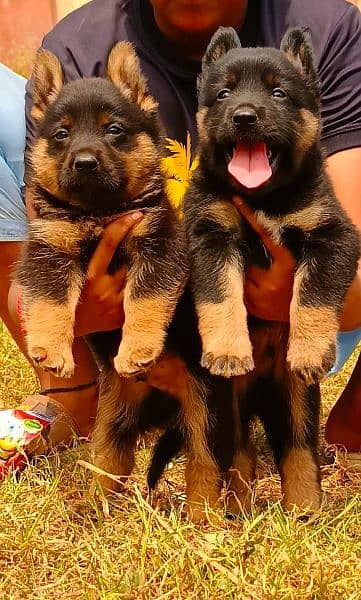 German Shepard proper longcoat pair 2 months for sale 3