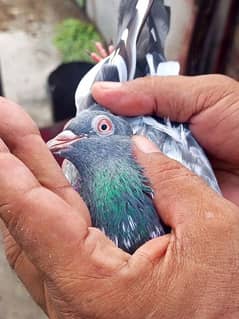 35 male\ Female pigeons