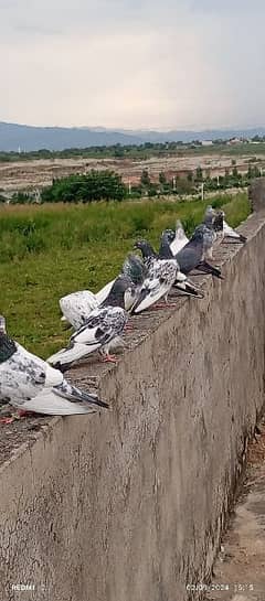 high flying pigeons