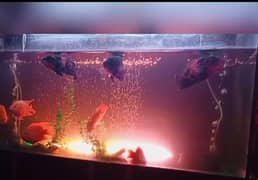 Fish Aquarium 5ft thick glass 0