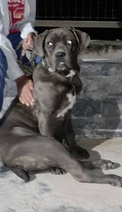 Cane Corso