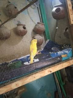 hogo pair breeder red eye parrots