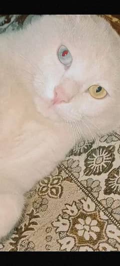 white colored eye cat