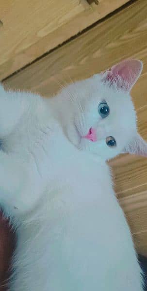 white colored eye cat 1