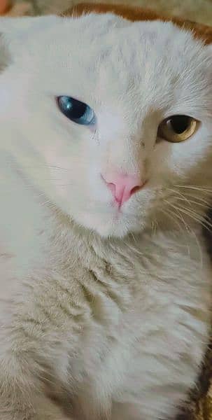 white colored eye cat 3