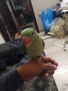 Green talking parrot 0