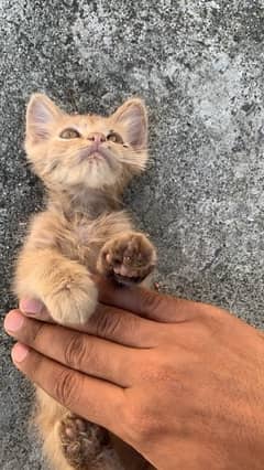 Persian male kitten