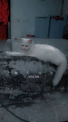 Persian Cat White for Sale