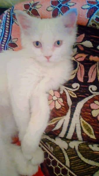 Persian Cat White for Sale 2