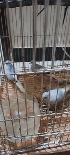 doves breeder pair with cage