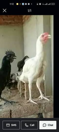 ayam Cimani chicks and white Heera chicks for sale high quality