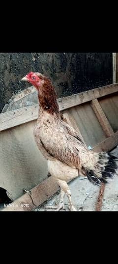 Aseel hen for sale eggs deh rai hai pure aseel hai