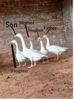 Father 2year mother 2year son 1year daughter 1year daughter 1yearDuck