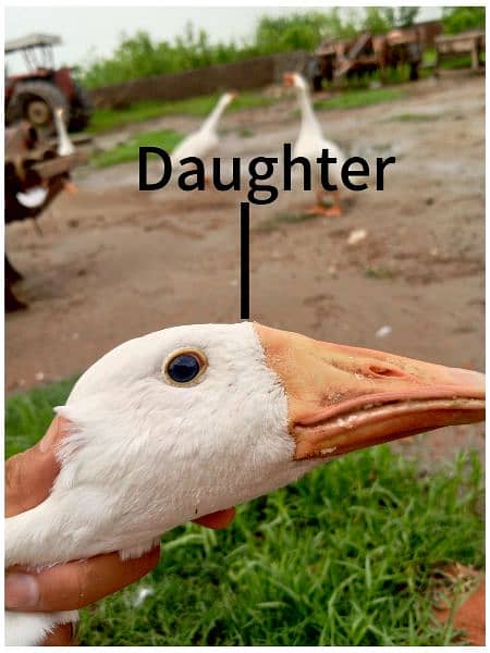 Father 2year mother 2year son 1year daughter 1year daughter 1yearDuck 4