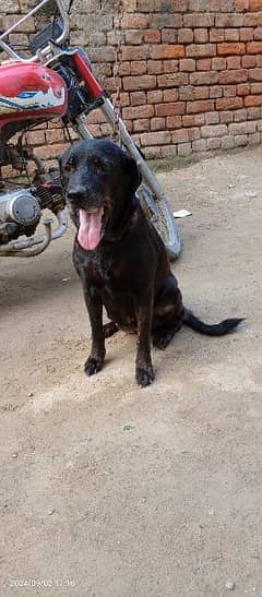 Labrador female