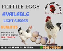 Fertile Eggs | Light sussex Eggs | Desi Eggs | Incubator eggs |