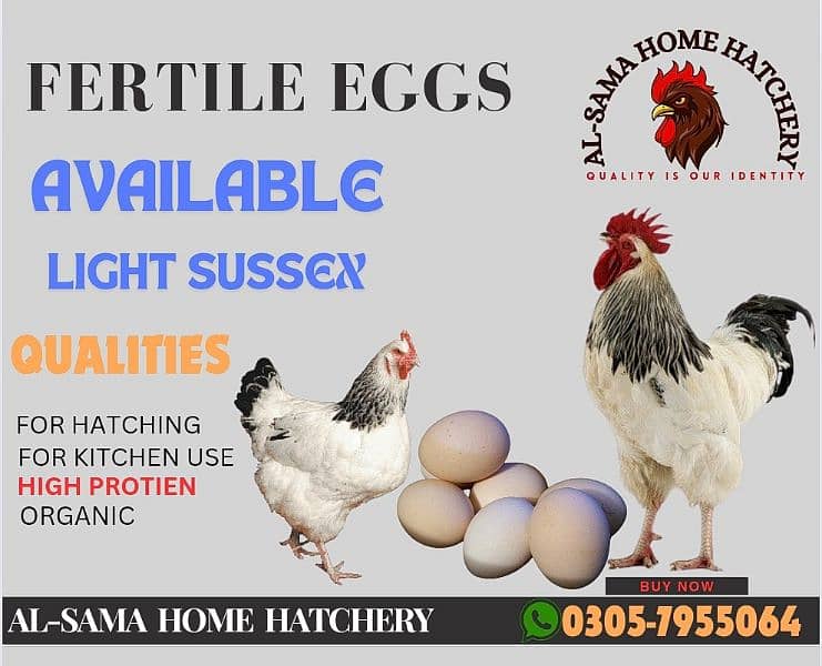 Fertile Eggs | Light sussex Eggs | Desi Eggs | Incubator eggs | 0