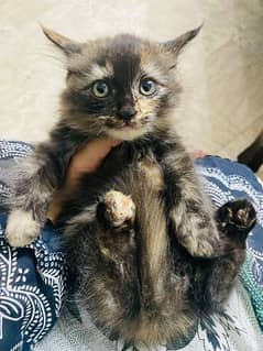 persian cats tripple coated punched face