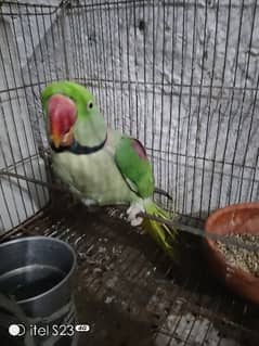 alexandrine parrot