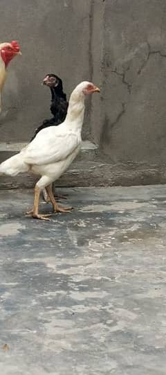 white Aseel Heera breed