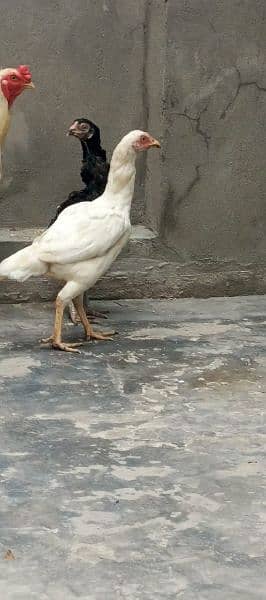 white Aseel Heera breed 0