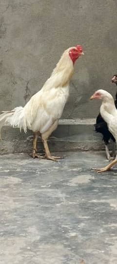 white Aseel Heera breed