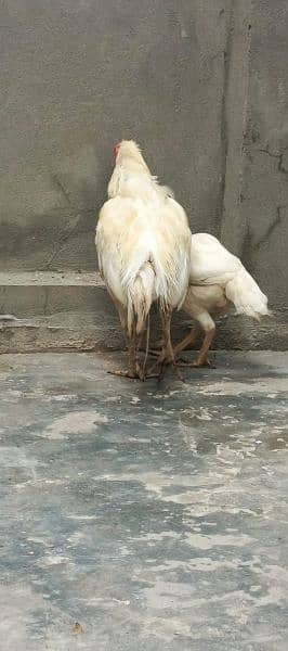 white Aseel Heera breed 2