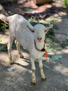 tadi bakra goat