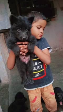 Black German shepherd puppies long coat 20 days old  non Pedigree hai