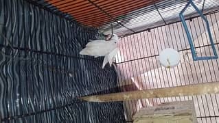 albino black eye and lutino red eye lovebirds pairs for sale