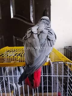 African Grey Parrot Grey Parrot Talking Parrots Parrot for sale Rwp 0