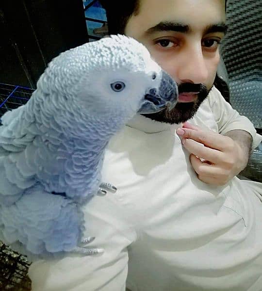 African Grey Parrot Grey Parrot Talking Parrots Parrot for sale Rwp 1