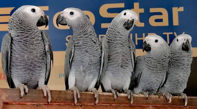 African Grey Parrot Grey Parrot Talking Parrots Parrot for sale Rwp 2