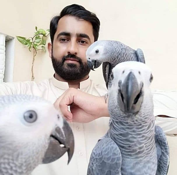 African Grey Parrot Grey Parrot Talking Parrots Parrot for sale Rwp 3