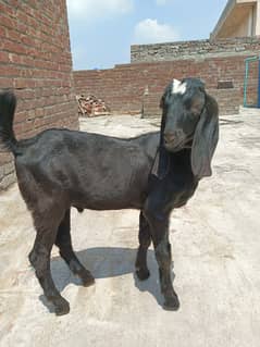 Bakra