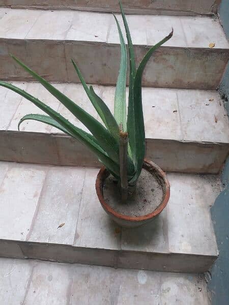 Aloe vera plants for sale.  Available in diffrent Age 700 to 4000 11