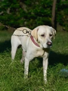 British labrador