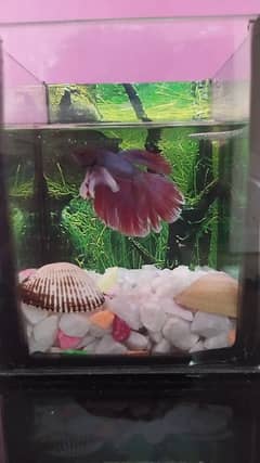 Betta fish with aquarium