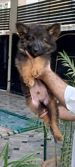 gsd pupies long coated avalible