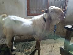 Gulabi Breeder For sale 6 dant