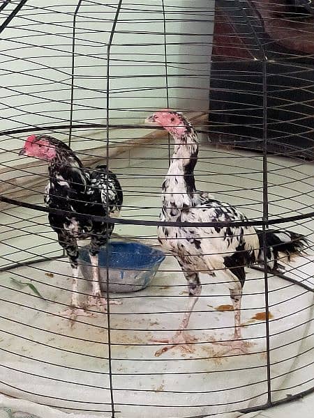 Aseel Thai / Aeel Heera / Murghi / white heera / Aseel hen for sale 14