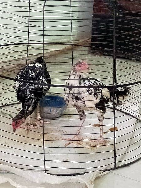 Aseel Thai / Aeel Heera / Murghi / white heera / Aseel hen for sale 15