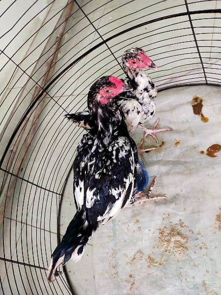 Aseel Thai / Aeel Heera / Murghi / white heera / Aseel hen for sale 17