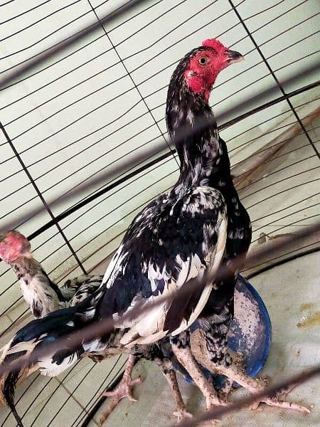 Aseel Thai / Aeel Heera / Murghi / white heera / Aseel hen for sale 18